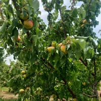 زمین کشاورزی|فروش زمین و ملک کلنگی|تربت‌حیدریه, مسجد جامع|دیوار