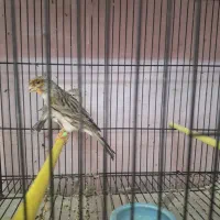 قناری یک جفت اگات موزاییکی سرخ