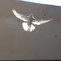 کفتر صده موشکی