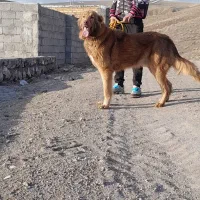 سگ سرابی نر