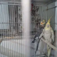 جفت عروس هلندی