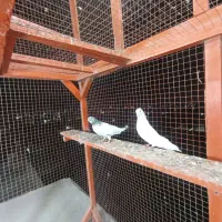 فروش ی جفت کبوتر گلدن