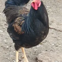 جوجه خروس محلی