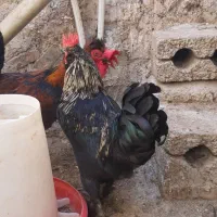 خروس