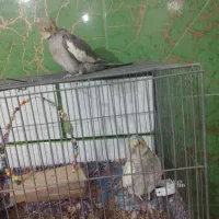 مرغ عشق و عروس هلندی|پرنده|خمینیشهر, |دیوار