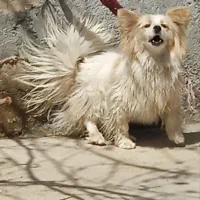 سگ پاکوتاه