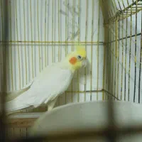 عروس معاوضه