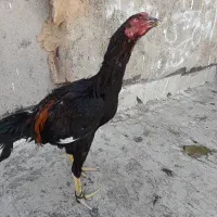 لاری