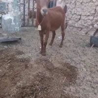 فروش