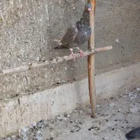 سه عدد کبوتر فروشی|پرنده|قم, باغ کرباسی|دیوار