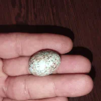 نگین فیروزه نیشابور مغز سنگ|جواهرات|بیرجند, |دیوار