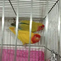 فروش جفت مولد کوتوله زرد آماده تخم‌گذاری