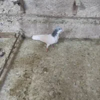 کبوتر بهبانی شهری|پرنده|شیراز, تندگویان|دیوار