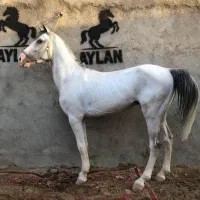 اسب نریمان کرد سفید