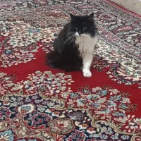 واگذاری گربه