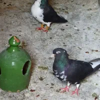 جفت شهری سیاه با جوجه|پرنده|شیراز, آبیاری|دیوار