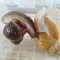 حلزون اچاتینا افریقایی