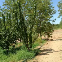 زمین کشاورزی مسطح|فروش دفتر صنعتی، کشاورزی، تجاری|شهرکرد, |دیوار