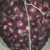 پیاز ریز برای ترشی