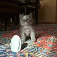 گربه گلد|گربه|تهران, شیخ هادی|دیوار