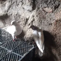 کبوتر