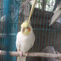 فروش عروس هلندی