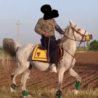 مادیان کرد