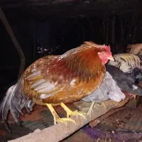 خروس محلی|حیوانات مزرعه|اطاقور, |دیوار