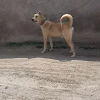 واگذاری سرابی ۱۴ ماهه