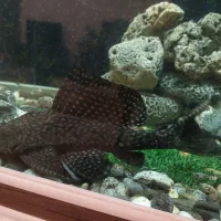 ماهیان آکواریومی درشت