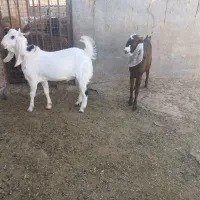 بره قوچی|حیوانات مزرعه|نصر آباد, |دیوار