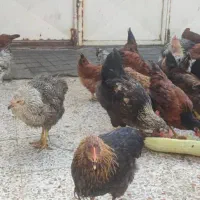 مرغ و خروس محلی|حیوانات مزرعه|بهبهان, |دیوار