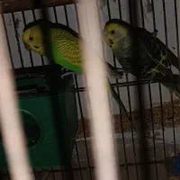 فروش تعدادی فنچ و مرغ عشق|پرنده|فردیس, فرامرزیه|دیوار