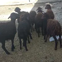 بره افشاری سالم خوش خوراک قزل و قره قزل