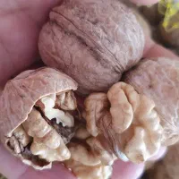 گردوالشتر مال امسال بشکن تست کن ببر