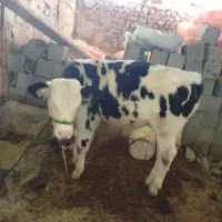 گاو سیمیتال با گوساله سیمیتال نر