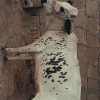 یک گاو ماده و یک گوساله نر قیمت توافقی|حیوانات مزرعه|قشم, |دیوار