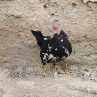 مرغ تخمگذار گلین