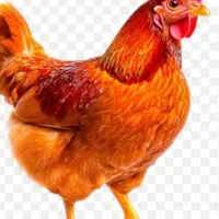 تخم مرغ