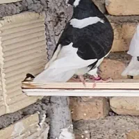 کبوتر یا کفتر