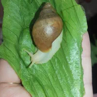 بچه حلزون