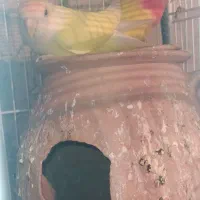 فنچ و کوتوله|پرنده|سراوان, |دیوار