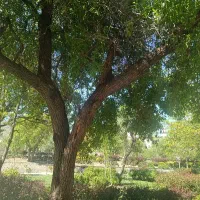 باغ-شهرستانه