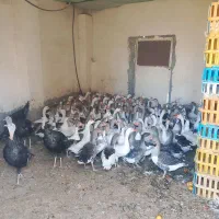 غاز محلی 200عدد