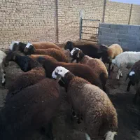فروش بره نر وماده|حیوانات مزرعه|بشاریات, |دیوار