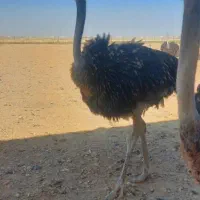 شتر مرغ پرواری+۷۰