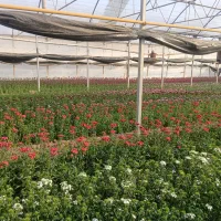 فروش گل قلم پور|گل و گیاه طبیعی|پاکدشت, پاکدشت (مامازند)|دیوار