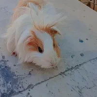 خرگوش و موش