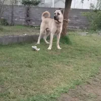 سگ سرابی نگهبان|سگ|رشت, لاکان|دیوار