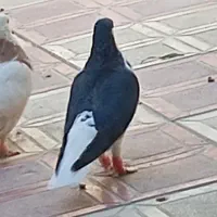 کبوتر ساده افشون